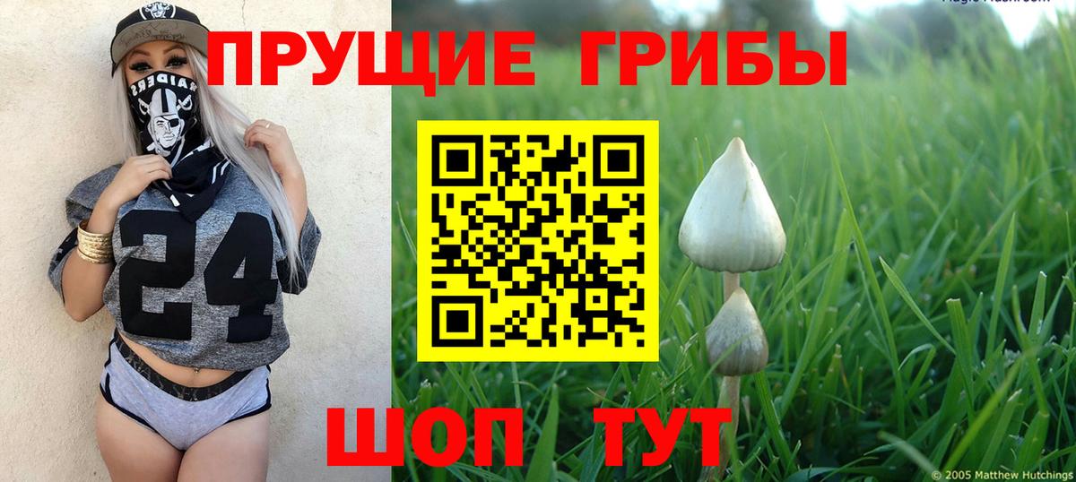Галлюциногенные грибы Psilocybine cubensis Новошахтинск
